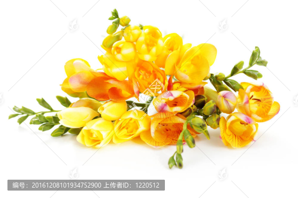 可愛的小蒼蘭