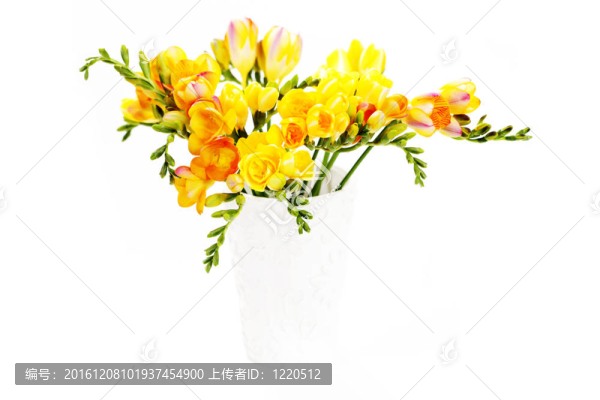 可愛(ài)的小蒼蘭