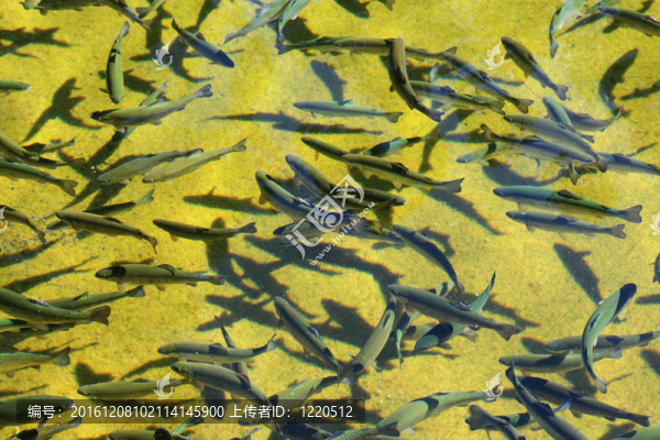 許多虹鱒魚