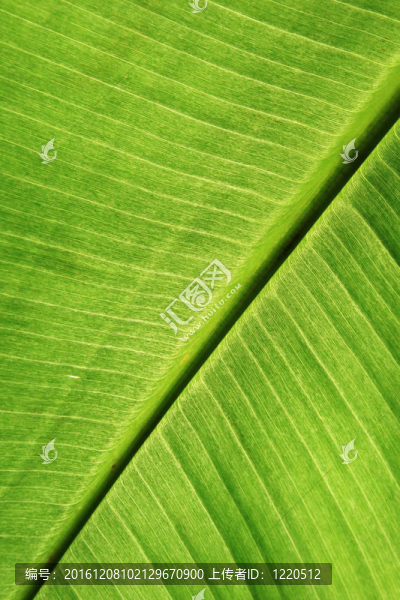 綠葉的細(xì)節(jié)