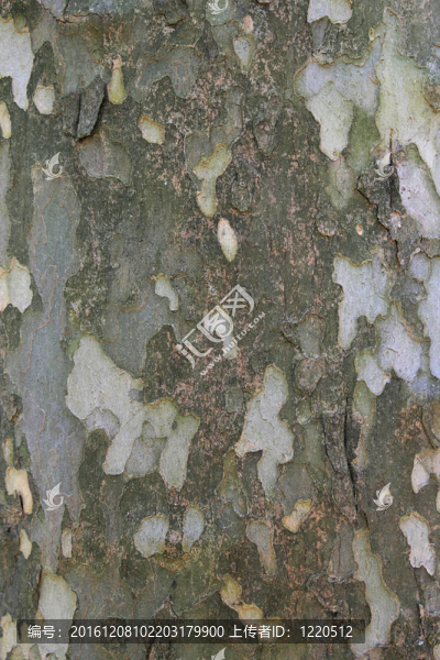 懸鈴木（Platanus,occidentalis）樹皮