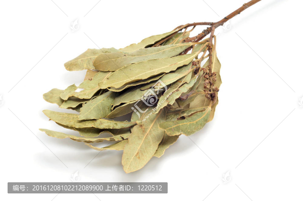 月桂樹(shù)