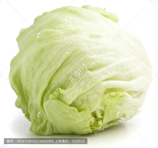 生菜