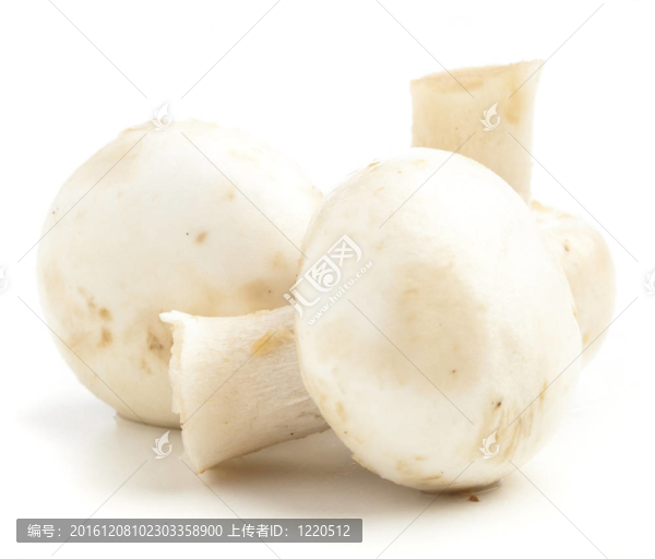 蘑菇