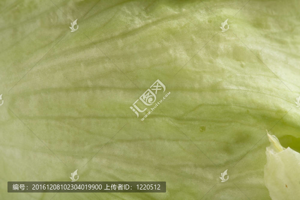生菜