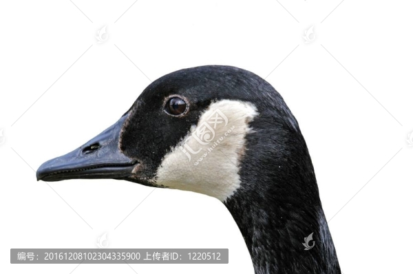 加拿大鵝