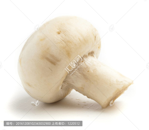 單菇