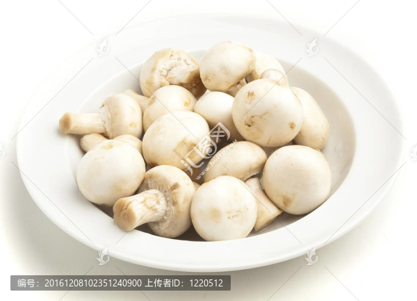 蘑菇