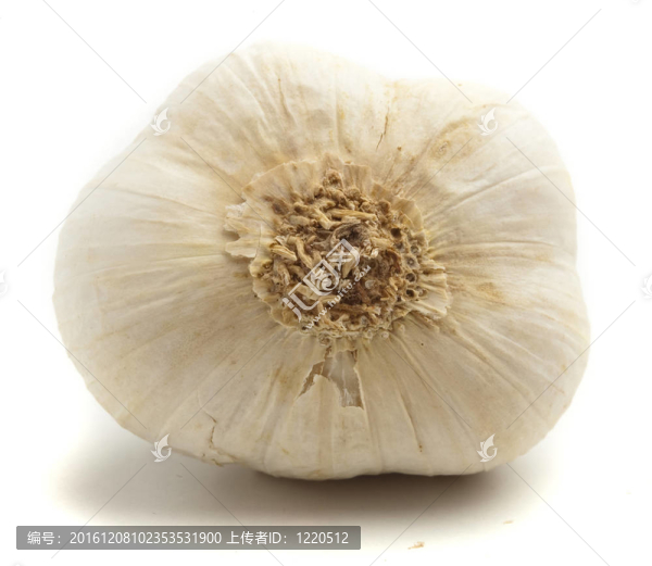 大蒜鱗莖