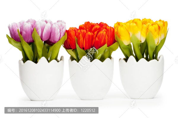 白色盆栽郁金香花
