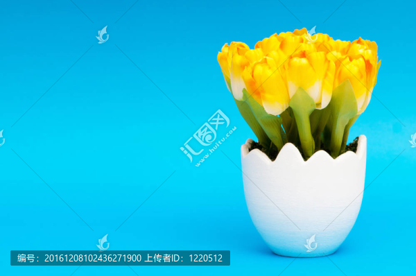 白色盆栽郁金香花