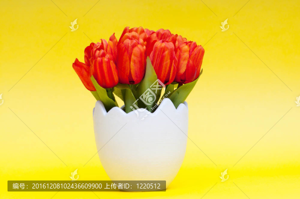 白色盆栽郁金香花