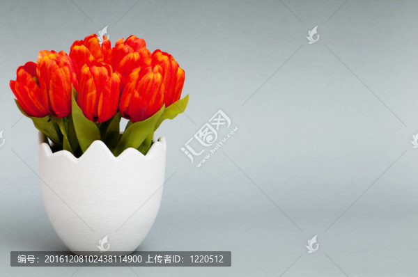 白色盆栽郁金香花