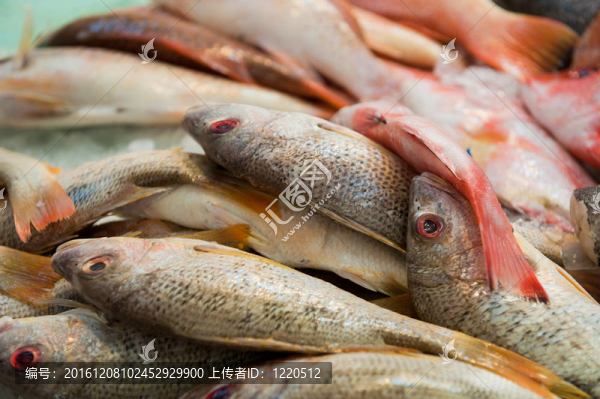 鮮魚市場上的鮮魚