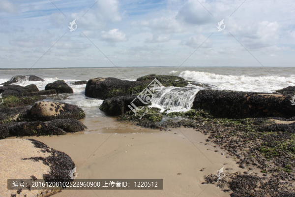 有貝殼和海藻的海灘巖