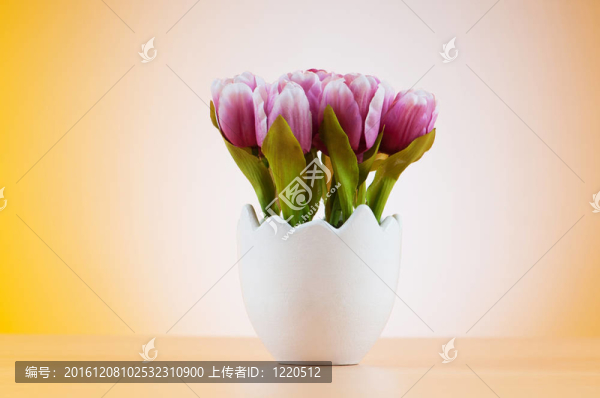 白色盆栽郁金香花