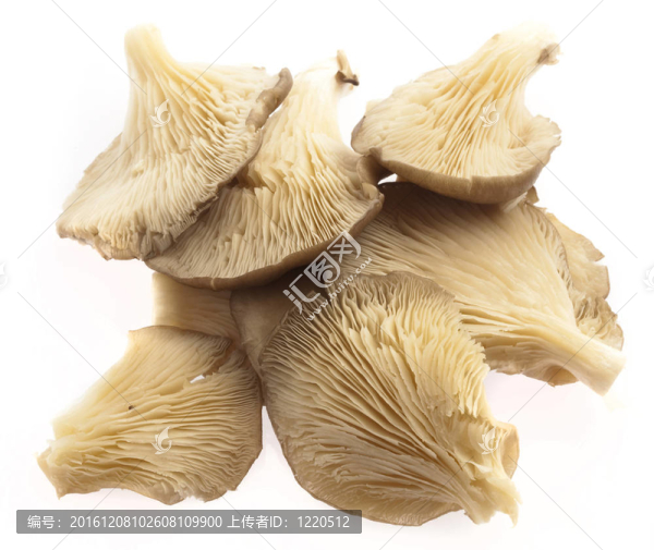 蘑菇