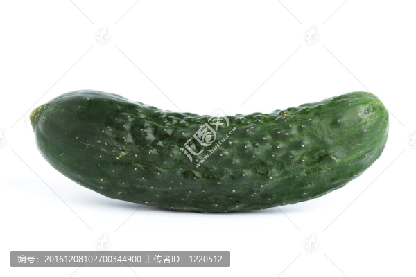 黃瓜離體