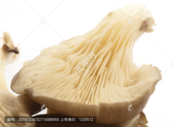 蘑菇-匯圖網(wǎng) www.fosd68.com 蘑菇