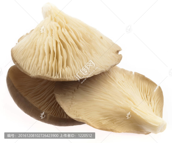 蘑菇