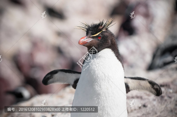 鳳冠企鵝