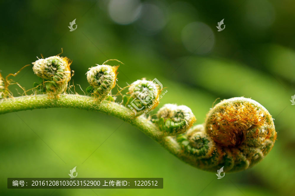 蕨類植物喜歡小提琴