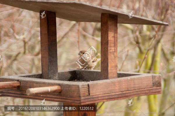 雀雀在鳥(niǎo)桌上