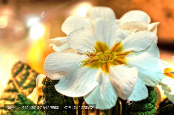 報春花