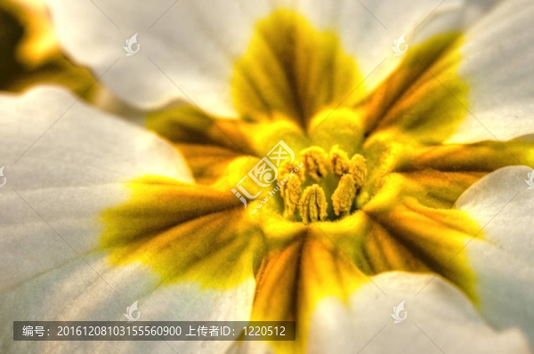 報(bào)春花