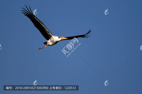 白頭鹮鸛