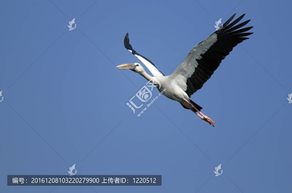 鉗嘴鸛鸛
