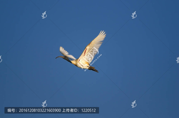 黑頭朱鷺
