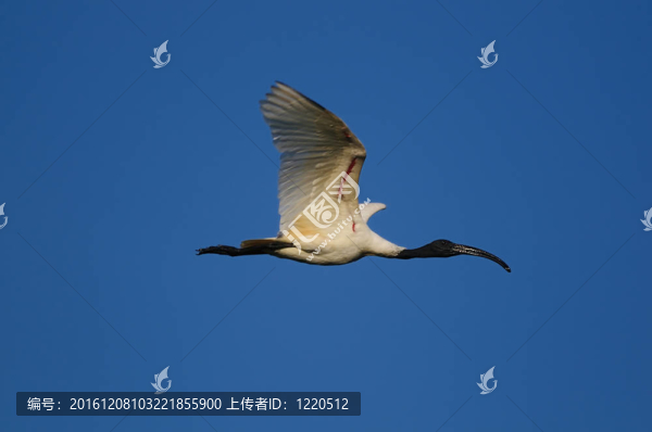 黑頭朱鷺