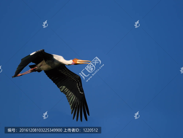 白頭鹮鸛