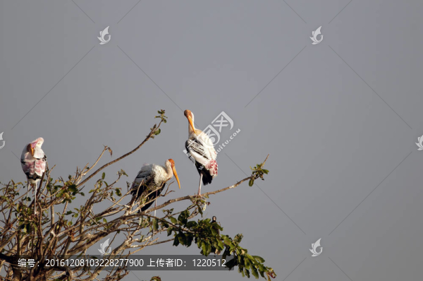 白頭鹮鸛