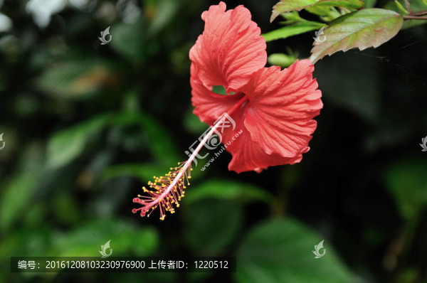 木槿
