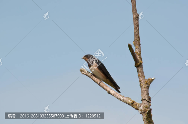 燕子休息