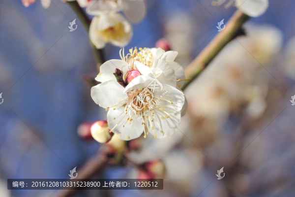 梅花