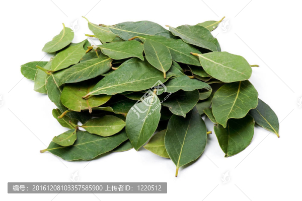 月桂樹葉