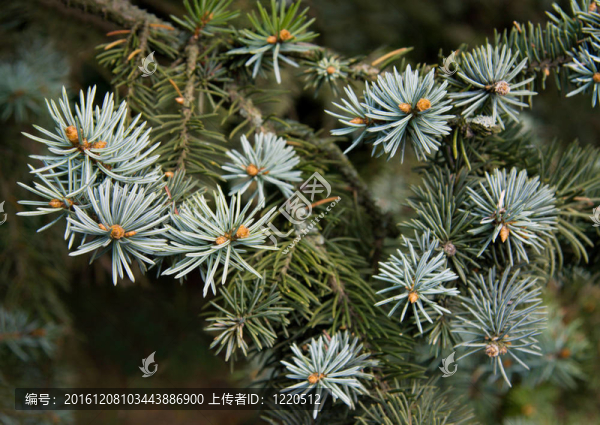 藍(lán)色云杉。云杉分行。