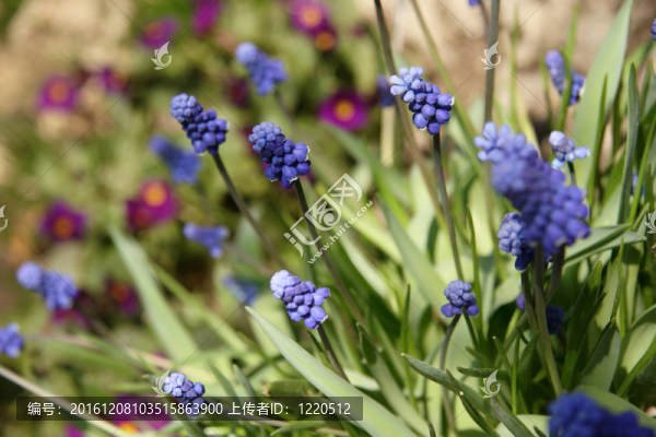 葡萄風(fēng)信子的花