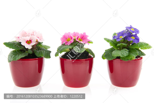 五顏六色的報(bào)春花壺