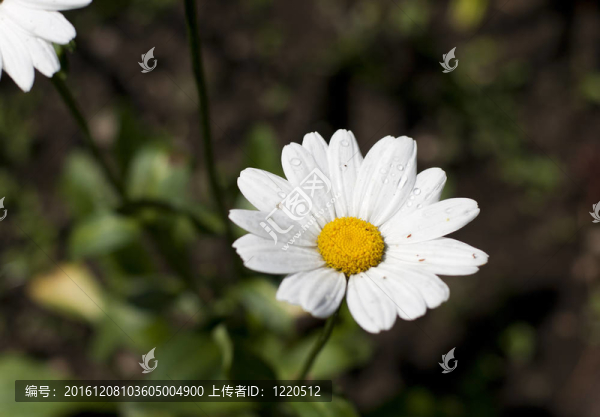 洋甘菊花