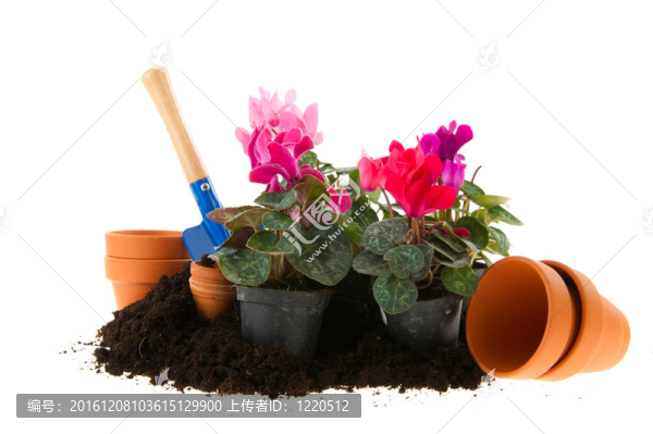 五顏六色的仙客來