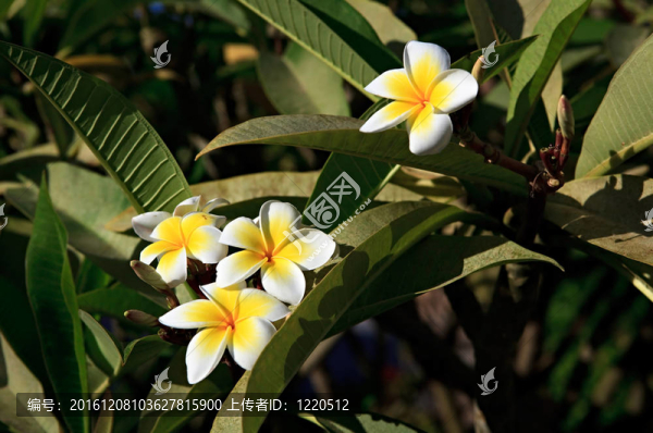 雞蛋花。
