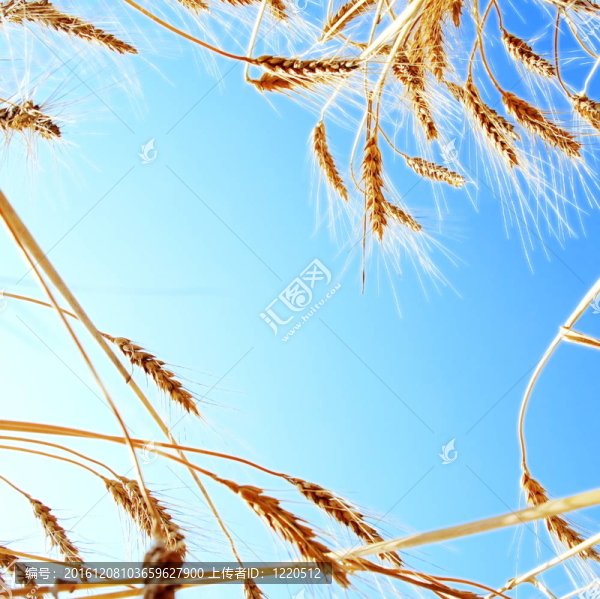 小麥對晴空的框架