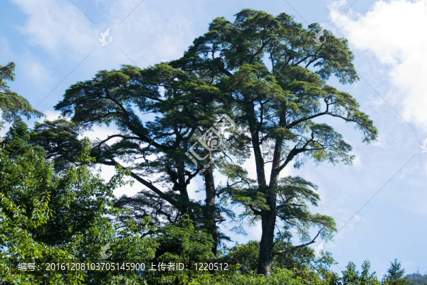 松樹和藍(lán)天