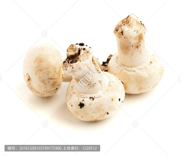 蘑菇