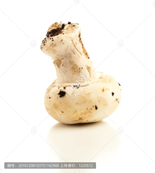 蘑菇