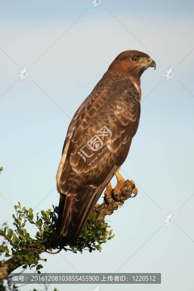 黃鳶鳥(niǎo)
